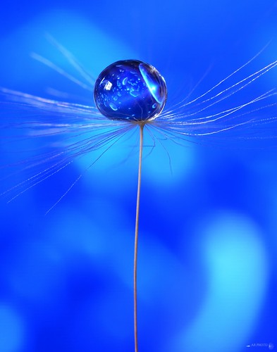 blue macro art nikon bright artistic bokeh clarity indoor refraction droplet waterdroplet focusstack dandelionseed nikond7000 dandelionart