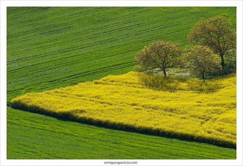 naturaleza verde primavera arbol nikon natura paisaje amarillo colza d700 comunidadforaldenavarra enriqueaparicio enriqueapariciocom