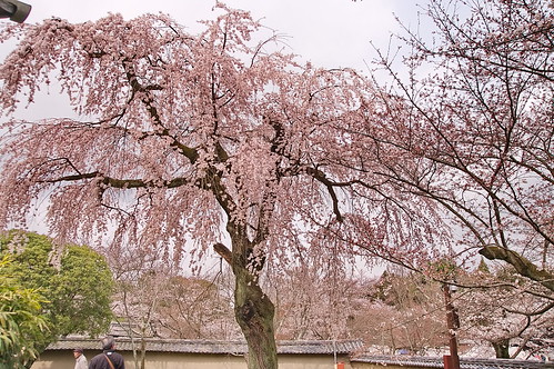 【写真】2013 桜 : 醍醐寺/2021-10-20/IMGP9050
