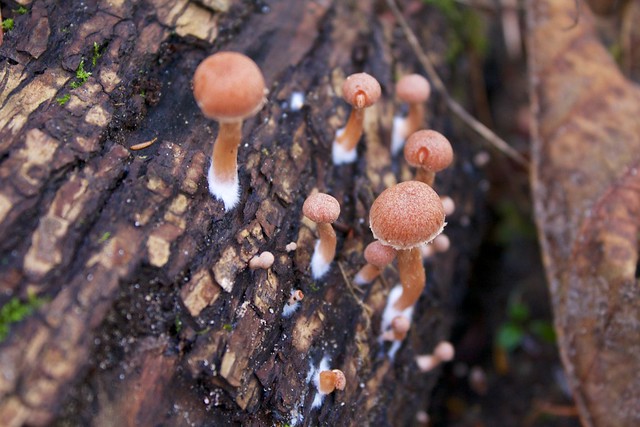 Tiny Mushrooms on Log