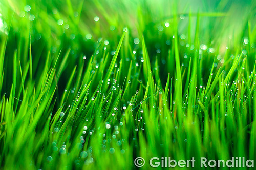 food plants plant green grass leaves san rice philippines nursery fresh dew getty filipino laguna rafael agriculture seedlings pinoy gettyimages palay grassblades luisiana 50mm18d nikond90 dapog gilbertrondilla gilbertrondillaphotography gettyimagescollection