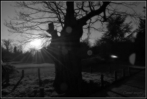 sunset blackandwhite tree nature silhouette mono ancient nikon lensflare sunrays oaktree essex sunbeams chelmsford hylandspark d3100 ommot ommotimagery