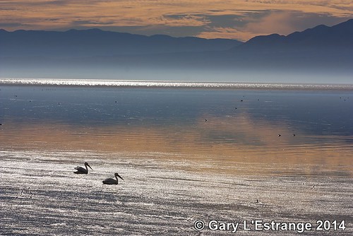 california ca sea sky usa cloud lake reflection pelicans water birds canon reflecting pair salton garylestrangephotography
