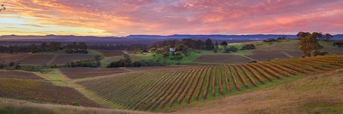 autumn panorama lines sunrise landscape dawn vineyard vine australia olympus hills rows nsw nik zuiko gitzo huntervalley omd em1 1260mm microfourthirds gt2542l rrspanoelements
