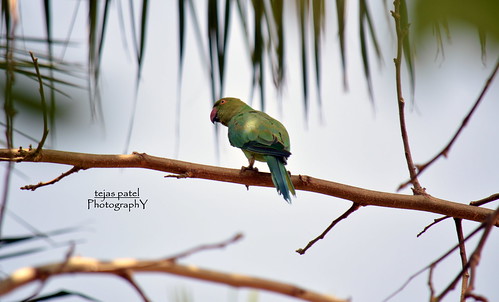 india green view indian parrot best ringneck