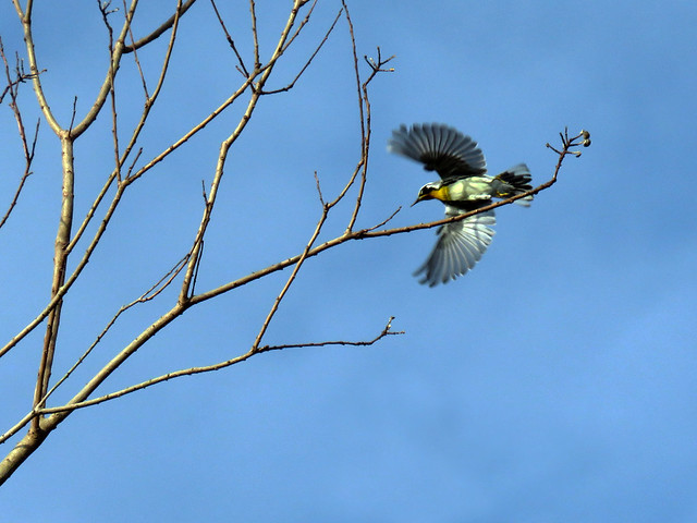 Yellow-throated Warbler (Setophaga dominica)