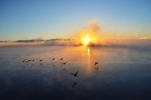 morning winter sun lake ontario canada cold ice water silhouette burlington geese nikon waterfront wildlife bfg spencersmithpark d5100