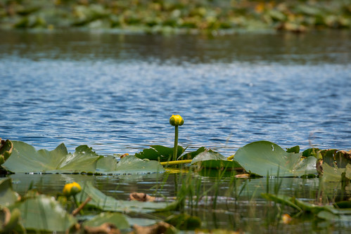 statepark flower color nature june yellow canon us unitedstates florida waterlilly 2016 outdors 70d goldhead keystoneheights