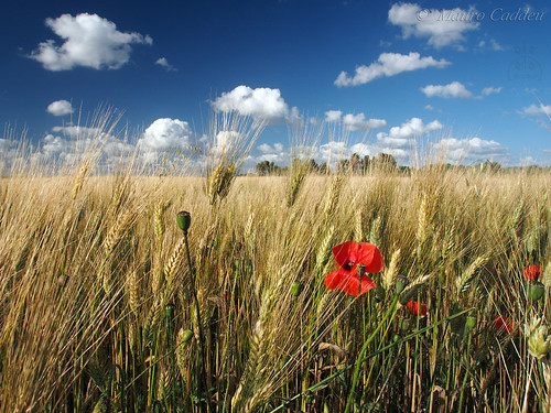 sardegna sardinia wheat olympus poppies omd papaveri grano campidano marmilla 1250mm em5 sanluri macmir maurocaddeu mzuiko