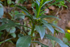 Daphne laureola, Family Thymelaeaceae