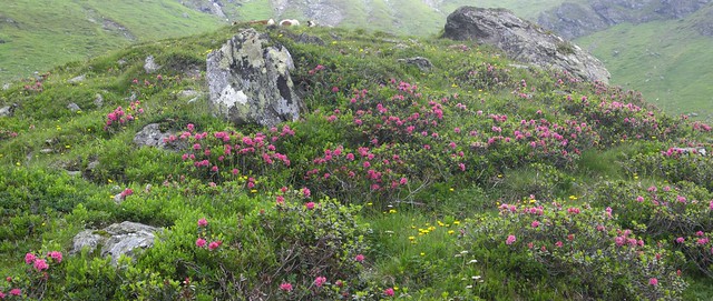 The State of the Alpenrose