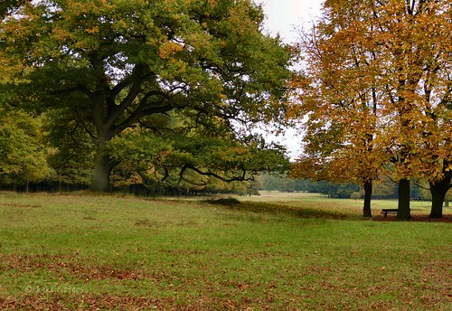 autumn trees fall nature germany landscape deutschland bomen herfst boom duitsland landschap wildparkdülmen panasonicdmcfz150 1110901