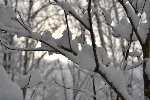 trees winter sunset snow branches nikond3100