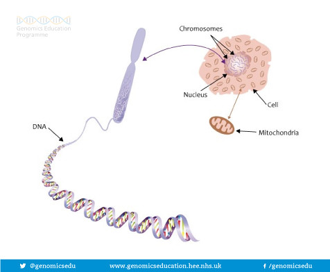 Chromosomes, DNA and genes with mitochondria