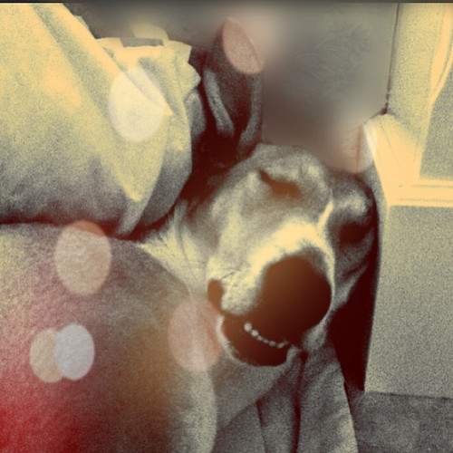 He likes sleeping in uncomfortable positions.  #blog #blogger #blogging ©http://laurasdiatribe.blogspot.co.uk #dog #Lurcher #hound #sighthound #rescuedog #lurcherlove #lurchersofinstagram