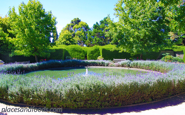 ashcombe lavender fountain
