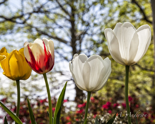 flowers white tulips chesapeake canon5dmarkii