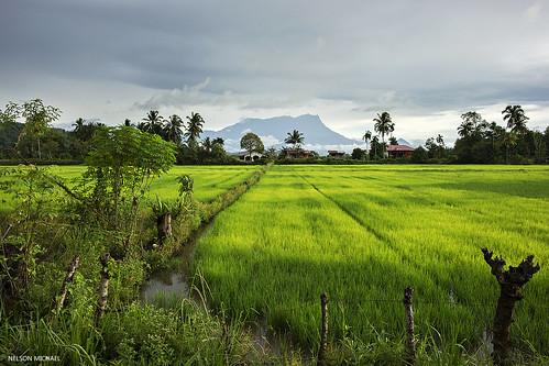 green nature field zeiss landscape paddy sony malaysia alpha sabah kota kinabalu belud a99