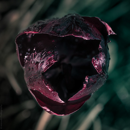 Black Tulip (part II) // 14 05 14