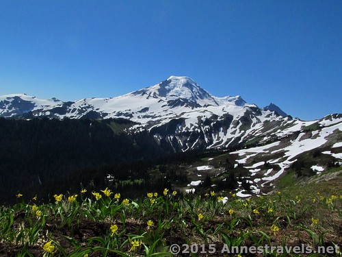 Avalanche lilies and Mt. Baker on Skyline Divide, Washington