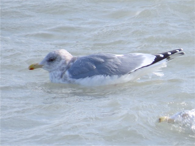 Thayer's Gull (Adult) at North Point Marina in Lake County, IL 01