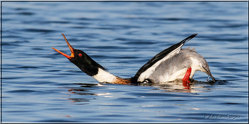 northerncalifornia ducks waterfowl displaying redbreastedmerganser contracostacounty millerknoxregionalpark canon7d