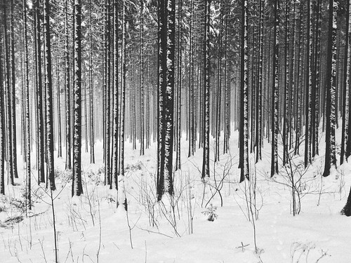 schnee winter snow black forest schwarzwald 2015