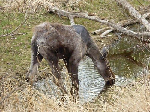 canada nature animal outdoor wildlife moose alberta youngmoose