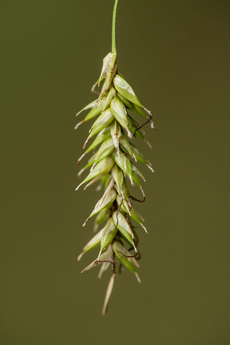 monocots cyperaceae cherokeesedge carexcherokeensis hymenochlaenae longirostres