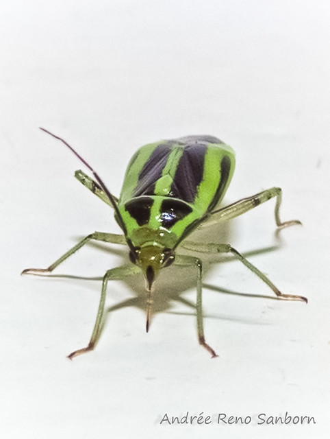 Four-lined Plant Bug (Poecilocapsus lineatus)