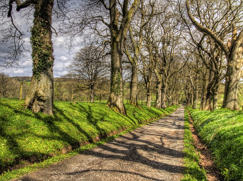 road uk trees england oak ancient europe herefordshire treelane michalchurchescley