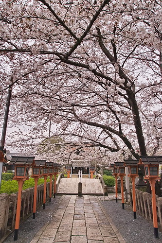 【写真】2013 桜 : 六孫王神社/2020-04-21/IMGP8944