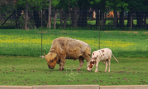 animal mammal zoo cow buffalo bull arkansas calf gentry bovines graze calves wildlifedrivethroughsafari