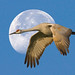1st Place - Altered/Composite - Al Perry - Sandhill Crane and Moon
