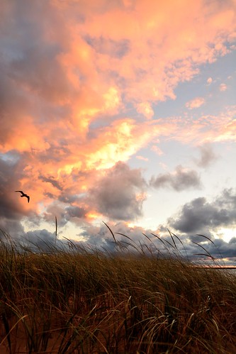 pink sunset sea summer bird clouds mi dark gull lakemichigan goldenhour manistee beachgrass september2013