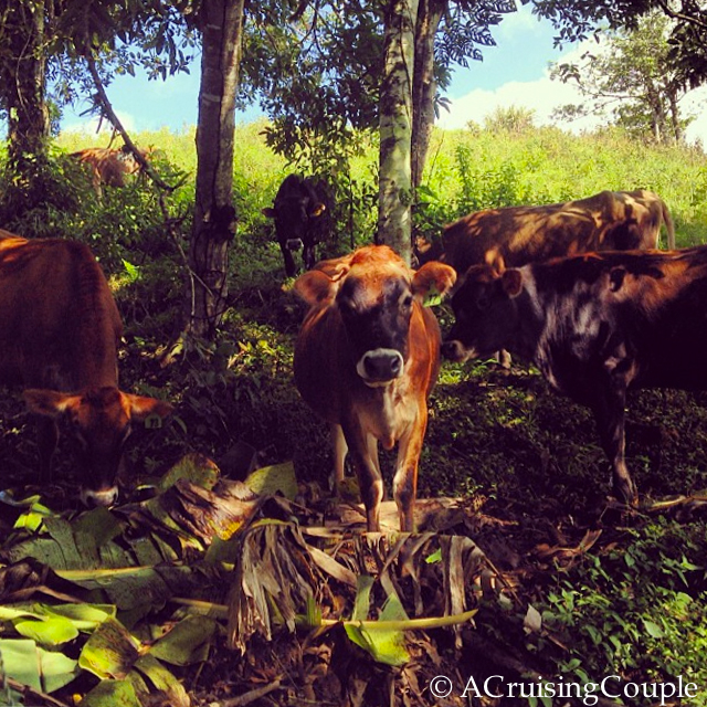 Cows Costa Rica