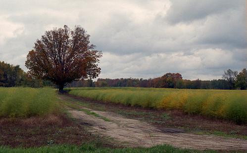 road fall film colors field amber fuji minolta michigan fallcolors minoltax700 asparagus 200 fuji200 conrad township x700 twp asparagusfield scottville ludingtonmi scottvillemichigan ambertownship fuji200film conradroad ambertwp