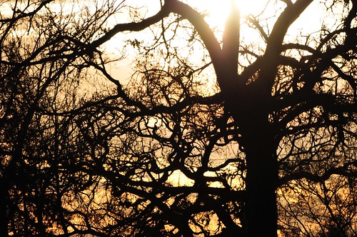 trees sunset sky texas madisonville