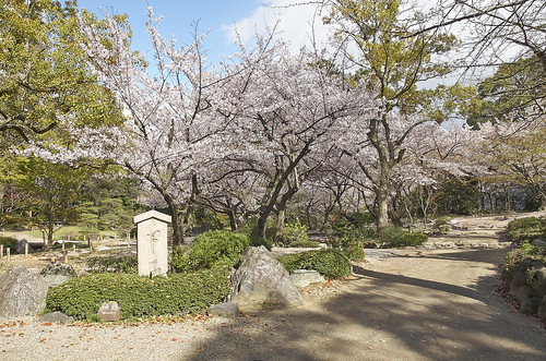 【写真】2014 桜 : 四天王寺/2021-03-19/IMGP5822