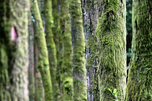 trees abstract color green texture nature forest landscape moss woods day bokeh depthoffield bark 500d alnusglutinosa rowoftrees aulneglutineux canon55250mmf456