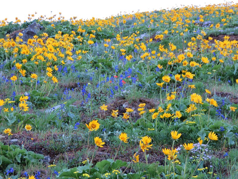 Lakrspur and balsamroot with a little paint