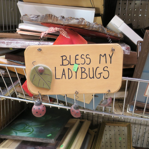 bless my ladybugs