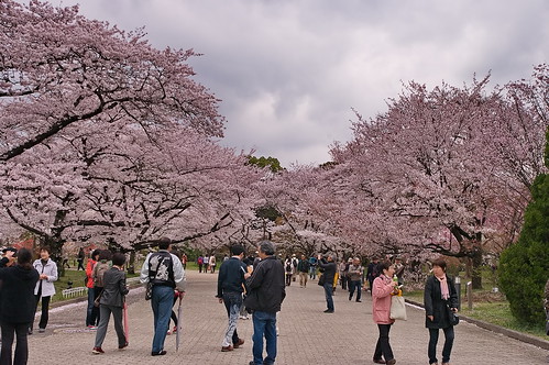【写真】2013 桜 : 京都府立植物園/2020-12-16/IMGP9446