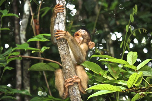 monkey thought: "this looked a lot easier before I ate all that palm nut"