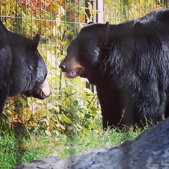 Bears at the zoo.