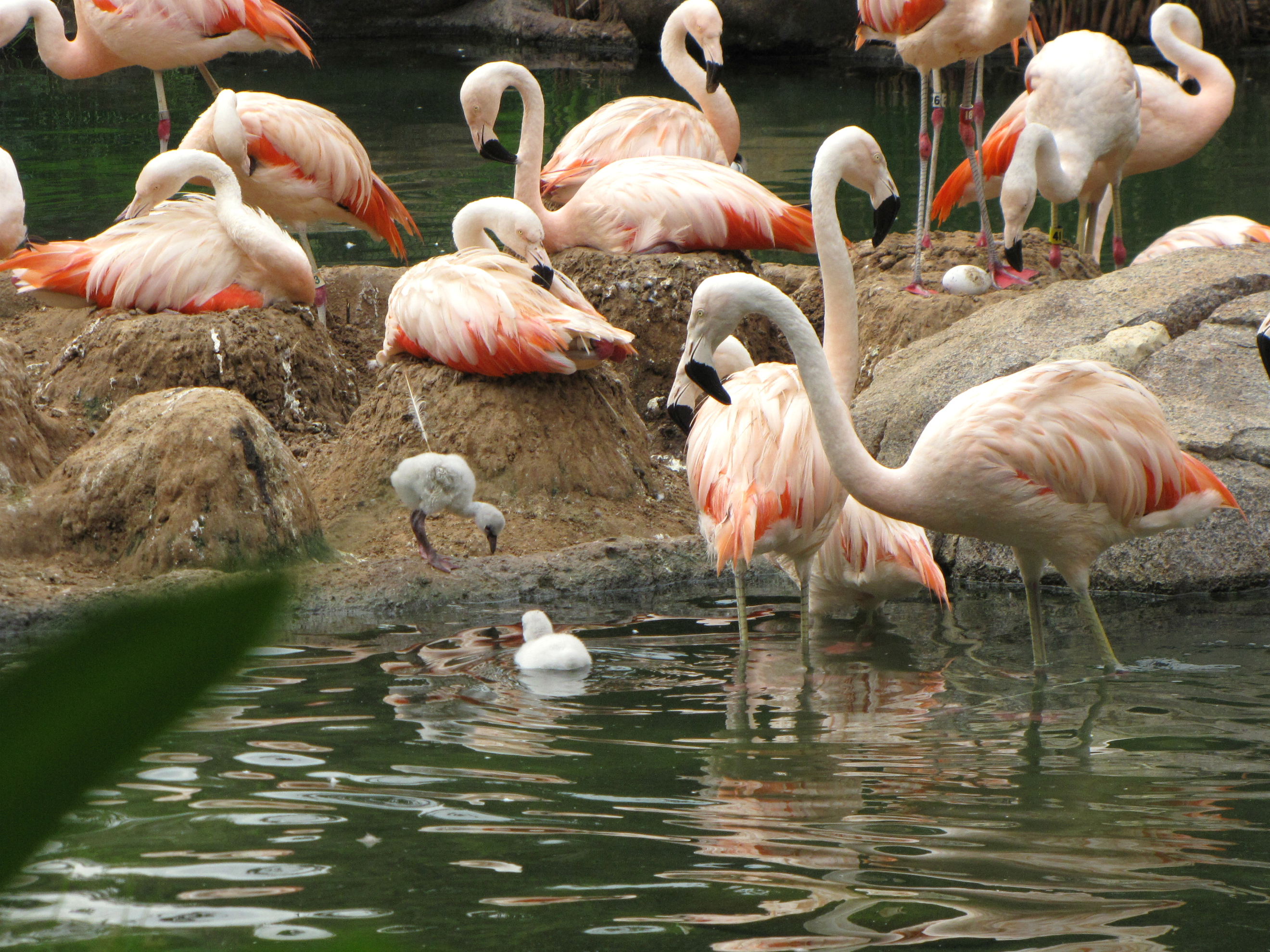 Chilean Flamingo Chicks