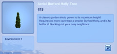 Aerial Burford Holly Tree
