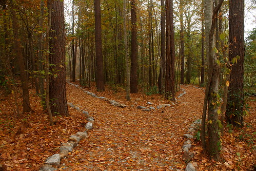 nature leaves path creation walkingtrail canonefs1855mmf3556isii