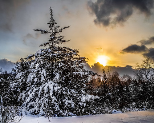 winter sunset snow cold tree
