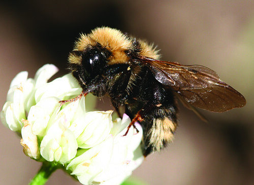 A bee gathers nectar from a flower. Photo courtesy of USDA Forest Service.
